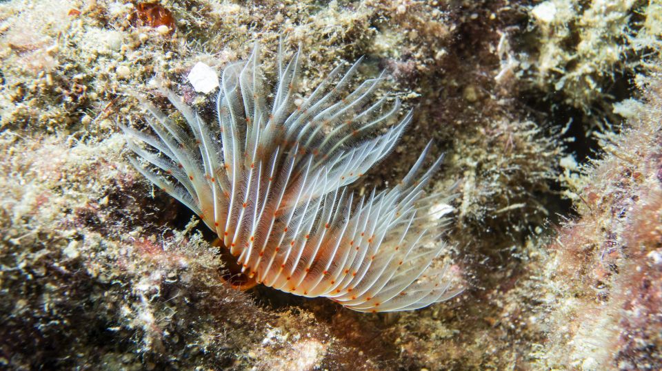 Alanya: 2 Guided Scuba Dives With Lunch and Hotel Transfers - Logistics and Accessibility