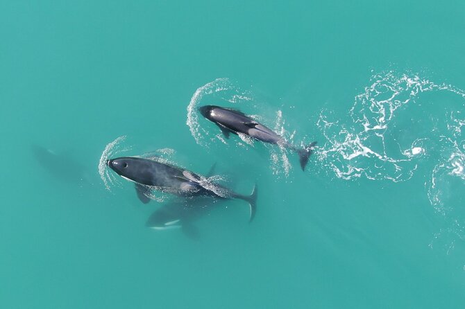 Alaska Whale Watching With Bonus Drone Viewing of Whales - Wildlife Encountered