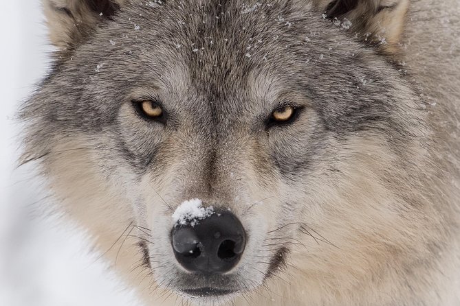 Alaska Wildlife Tour - Inclusions and Amenities