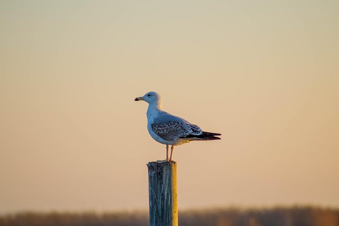 Albufera Natural Park Tour With Boat Ride From Valencia - Tour Reviews and Rating