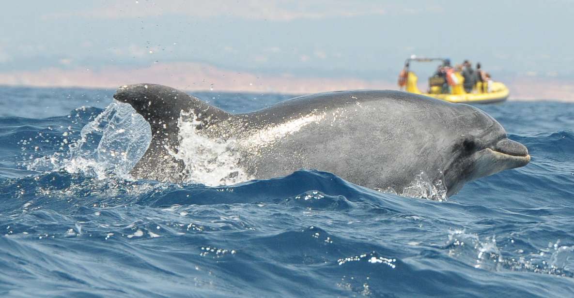 Algarve Coast: Dolphin Watching & Cave Tour - Pricing and Inclusions