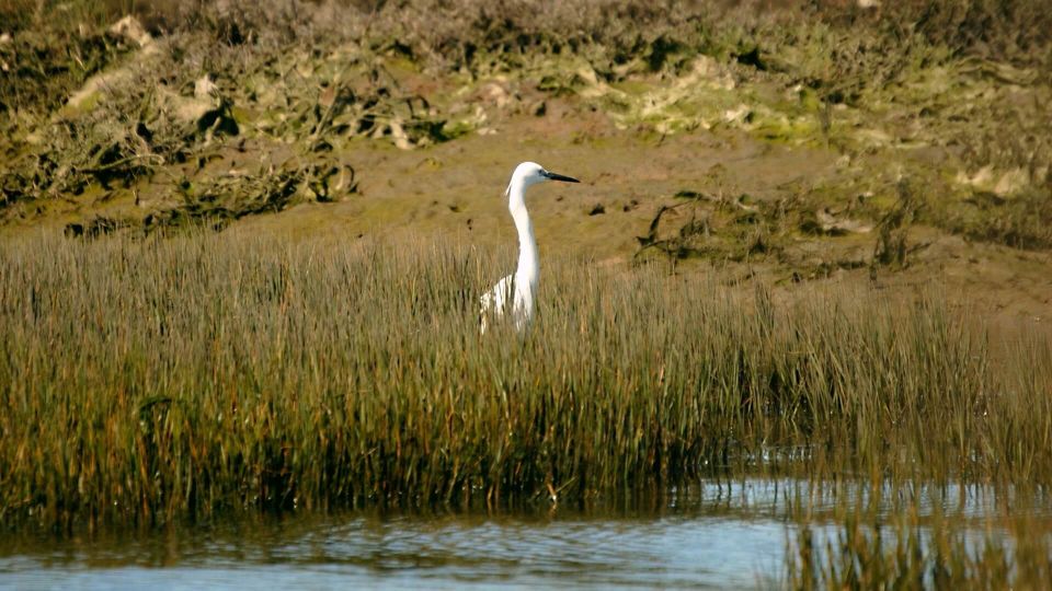 Algarve: Eco Boat Tour in the Ria Formosa Lagoon From Faro - Pricing Details and Reservations