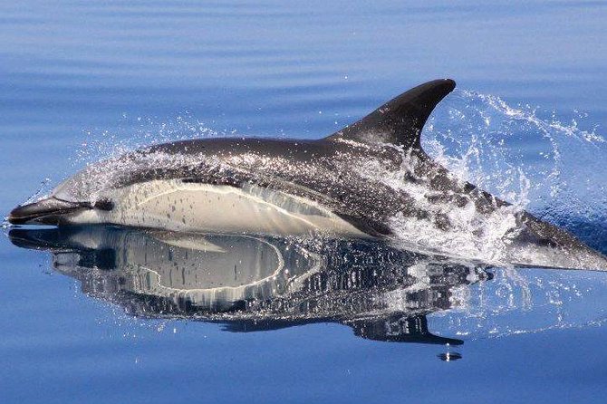 Algarve Jeep Safari and Boat Tour - Full Day Mountains & Dolphins - Inclusions and Exclusions