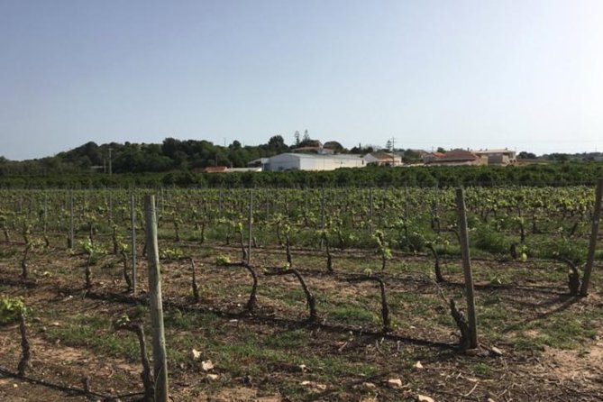 Algarve Wine Tour and Mountain Top Trip With Lunch or Dinner at Sunset Time - Private Tour From Portimao