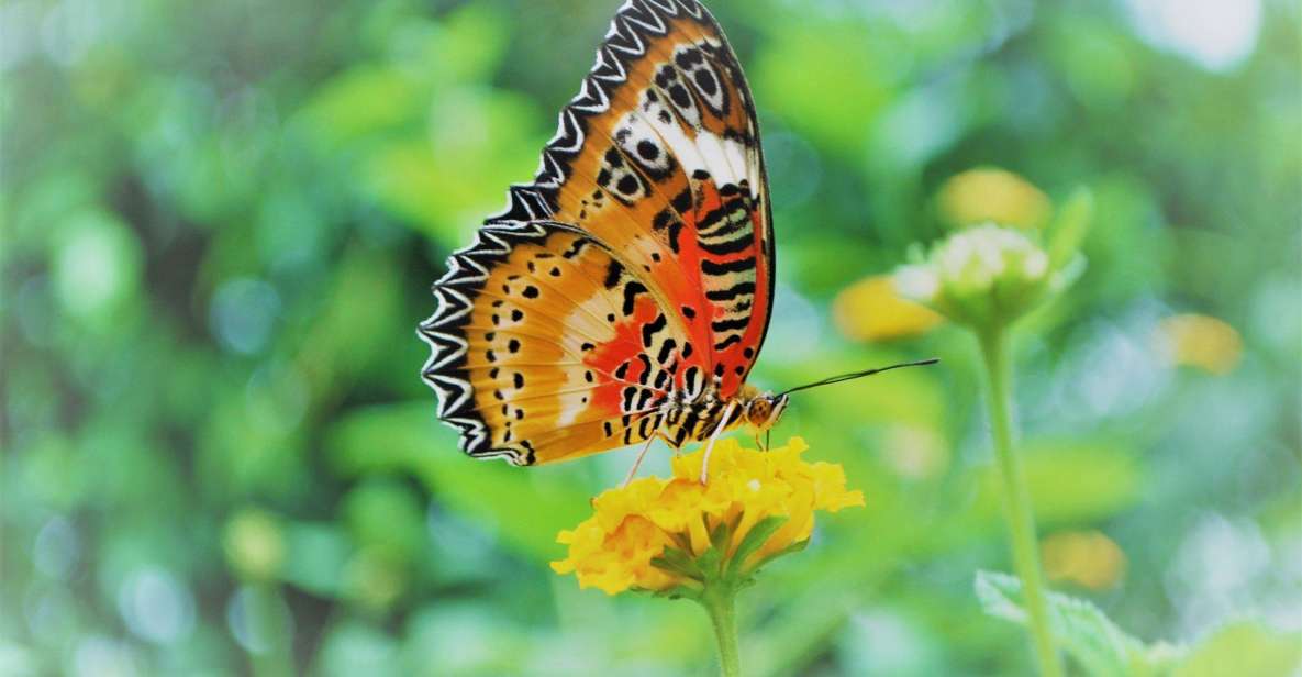 Alghero: Visit at the Butterfly House - Pricing and Duration Details