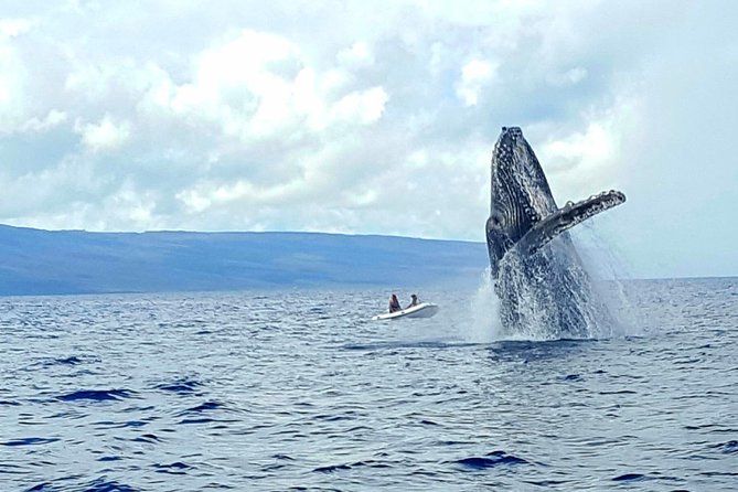 Alii VIP Whale Tour - Tour Features and Highlights
