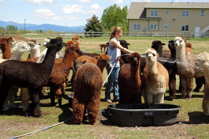Alpaca and Llama Farm Tour - Experience Highlights