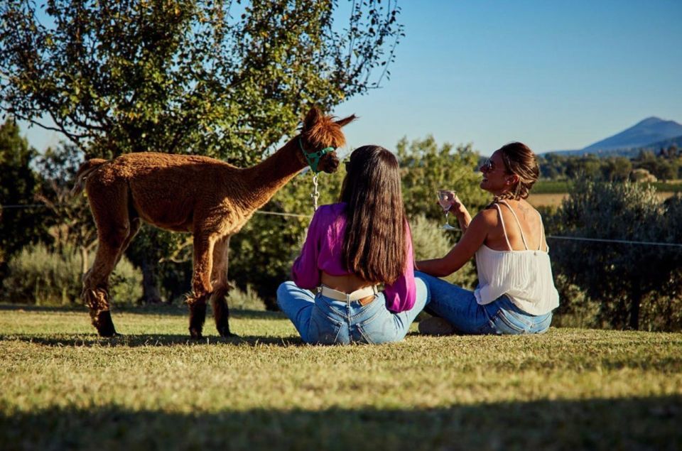 Alpaca Trek in Valdichiana Senese - Pricing Information