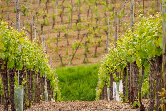 Alsace's Gems Small Group Day Tour From Colmar - Itinerary Highlights