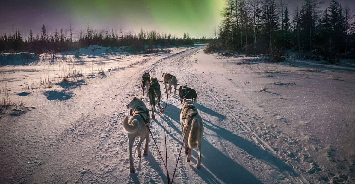 Alta: Dog Sledding Trip Under the Northern Lights - Experience Highlights