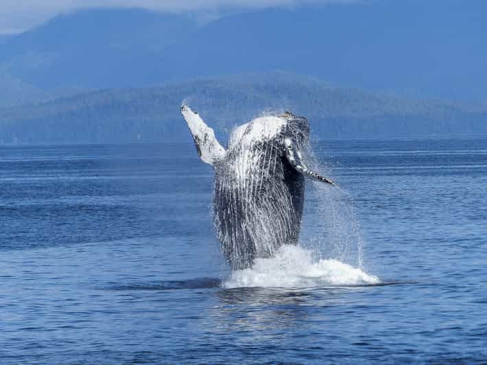 Alta Whale Safari - Wildlife and Sightings