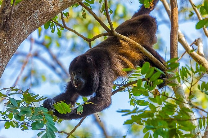 Altun Ha, Monkey Sanctuary and Rum Factory Tour From Belize City - Discovering Altun Ha