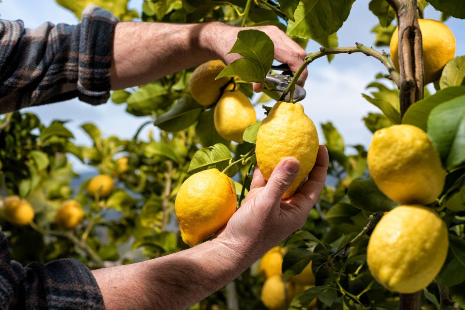 Amalfi: Cooking Class and Farmhouse Visit With Meal - Highlights of the Cooking Class