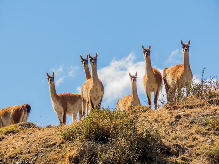 Aonikenk & Nordenskjold Trails: Guided Hike - Included Features