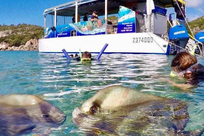 Aquascene Magnetic Island Discovery Tour - Meeting and Pickup