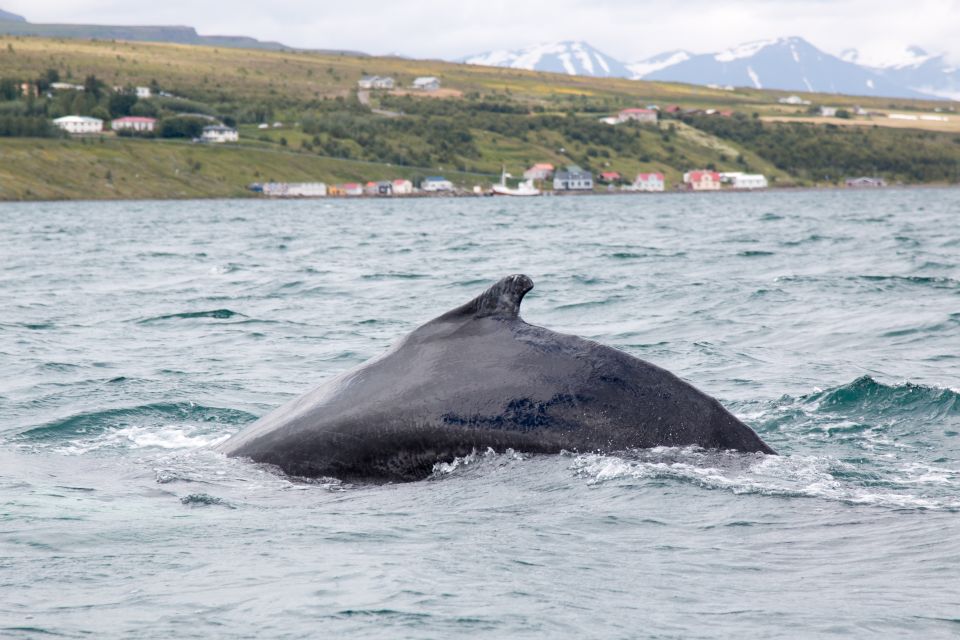 Árskógssandur: Whale-Watching Boat Trip - Pricing and Reservation