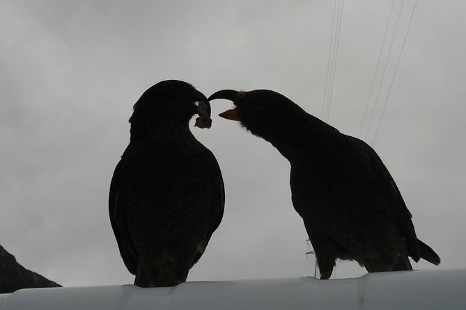 Arthurs Pass and Southern Alps Day Excursion From Port Lyttelton or Christchurch - Transportation and Logistics