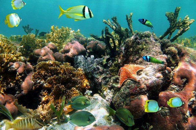 Aruba Snorkeling Tour: Mangel Halto and Baby Beach - Meeting and Pickup Locations