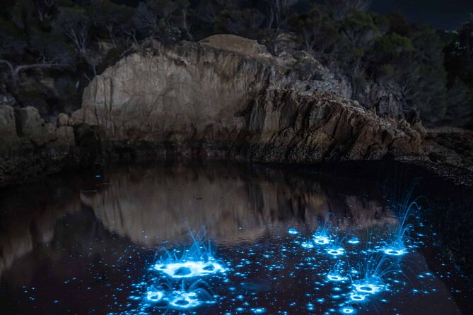 Auckland Bioluminescence Kayak Tour - Pricing Details