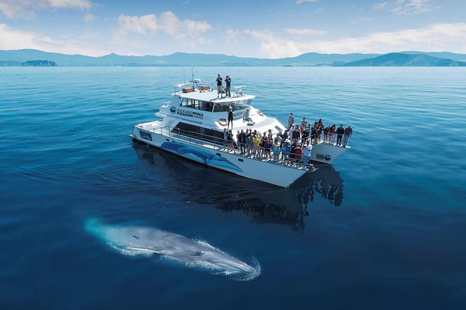 Auckland Dolphin and Whale Watching Eco-Safari Cruise - Unique Wildlife in Hauraki Gulf