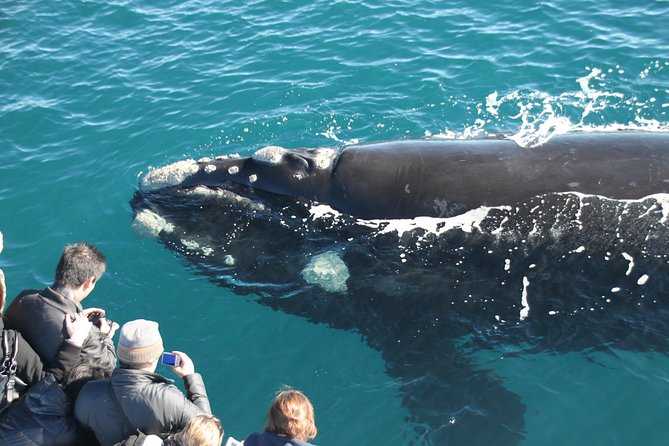 Augusta Whale Watching Eco Tour - Tour Itinerary and Logistics