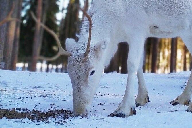 Authentic Reindeer Farm Experience in Rovaniemi - Getting to the Farm