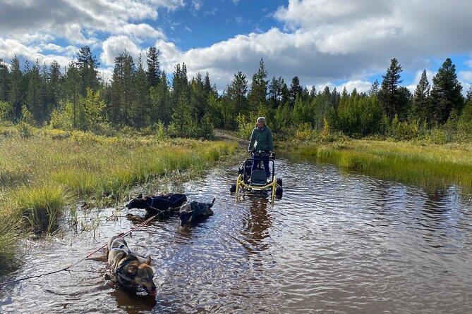 Autumn Husky Sit and Drive Cart Tour From Kiruna - Experience Highlights