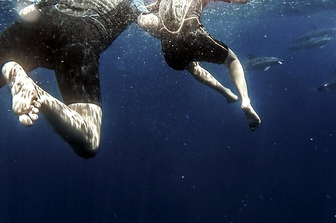 Azores Swim With Dolphins Atlantic Experience - Meeting Point