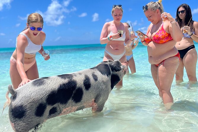 Bahamas Swimming Pigs Experience on Rose Island - Transportation and Pickup