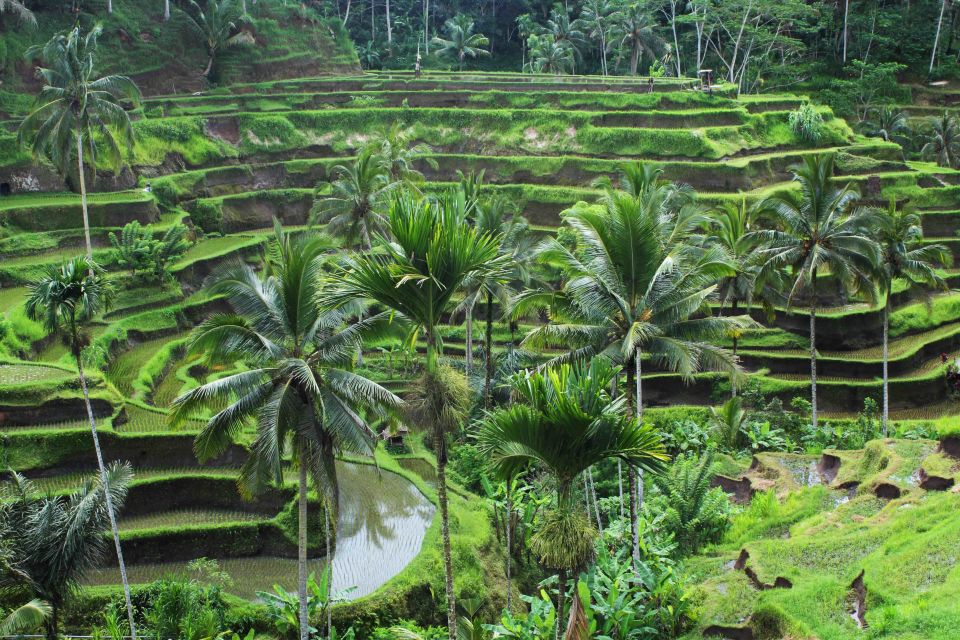 Bali Full-Day Private Customized Tour - Vehicle and Driver