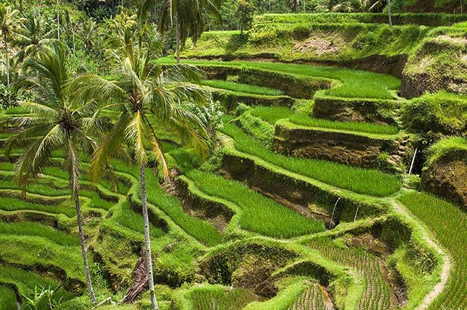 Bali Global Tour: Rice Terrace the Sacred Monkey Forest and Volcano Including Lunch - Cultural Experiences