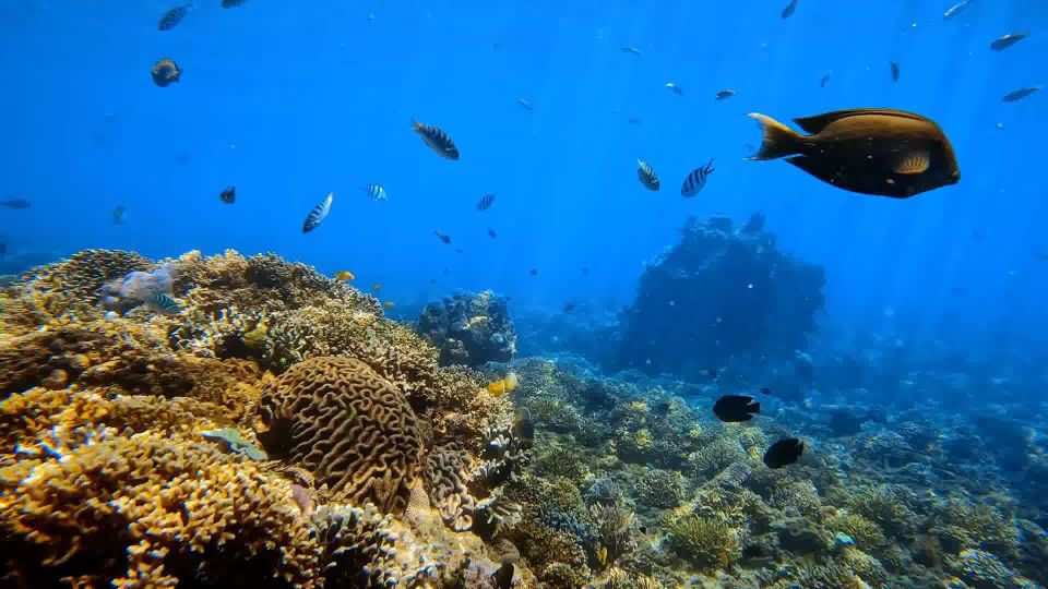 Bali: Private Snorkeling To Blue Lagoon And Tanjung Jepun - Pricing and Availability