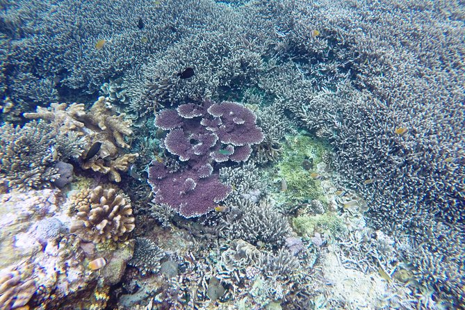 Bali Scuba Diving at Nusa Penida Manta Point For Certified Diver - Inclusion and Amenities