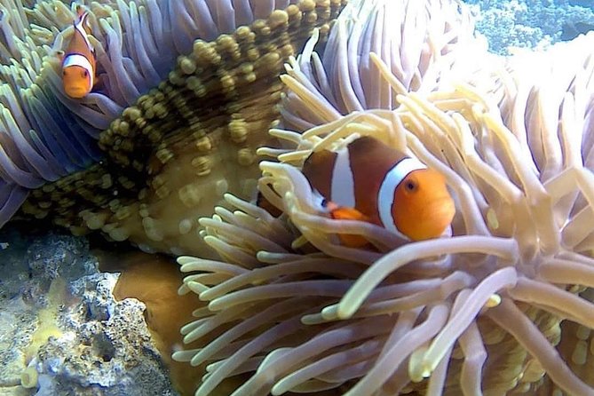 Bali Snorkeling at Blue Lagoon Include Private Transport - Inclusions of the Package