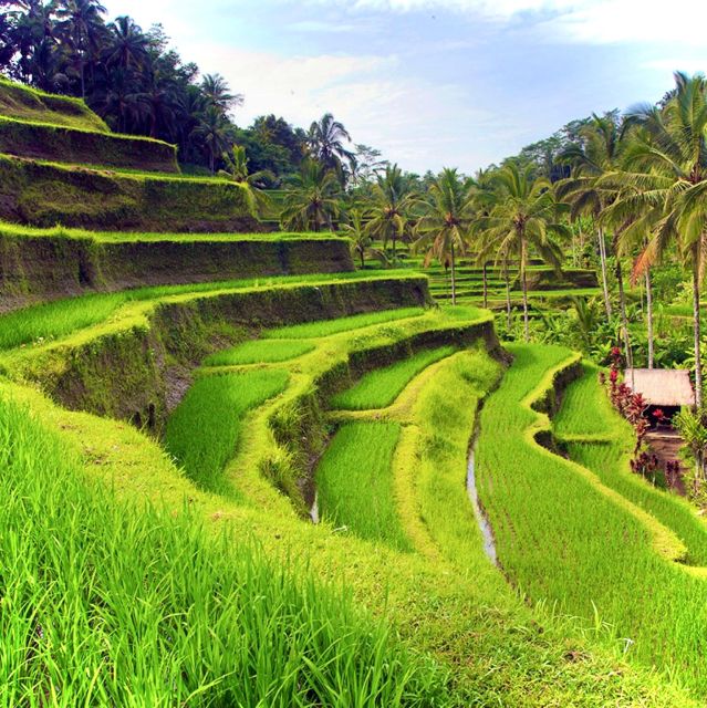 Bali: Ubud Highlights Private Tour With All Entrance Tickets - Inclusions and Exclusions