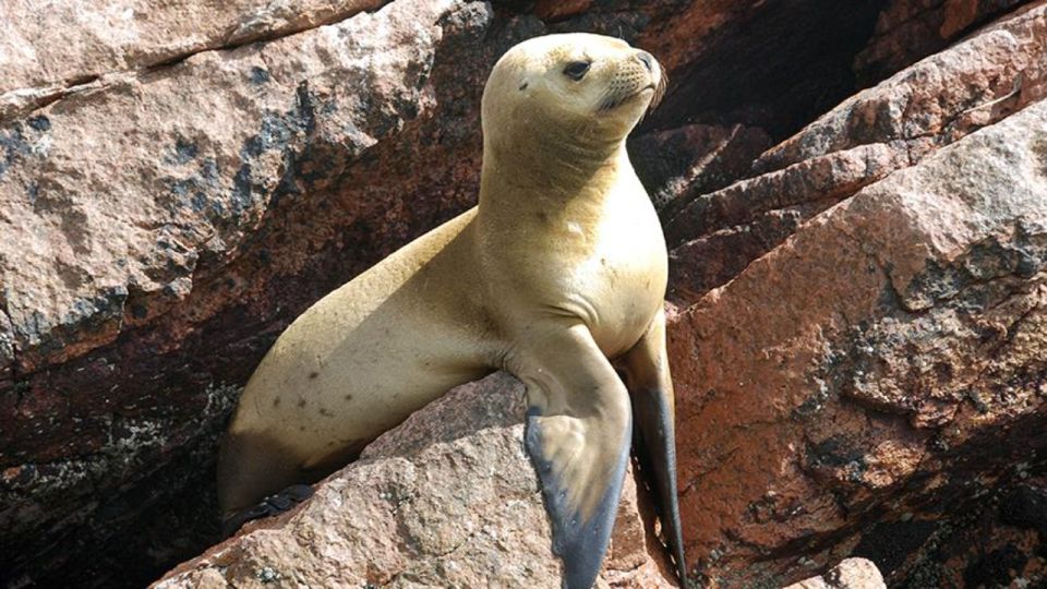 Ballestas Islands & Paracas National Reserve From Paracas - Tour Itinerary