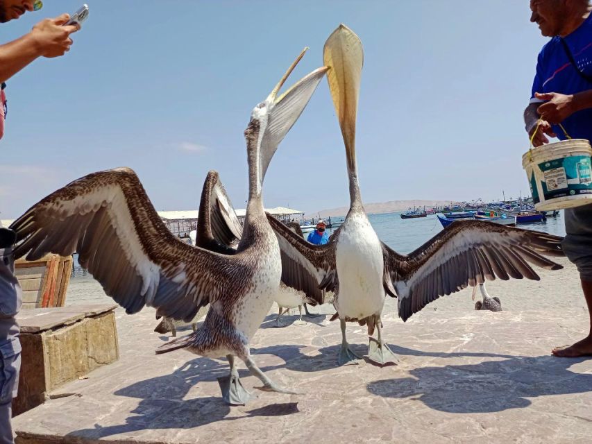 Ballestas Islands Tour - Itinerary Details
