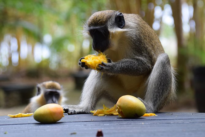 Barbados Small-Group or Private Garden & Wildlife Half-Day Tour - Tour Requirements