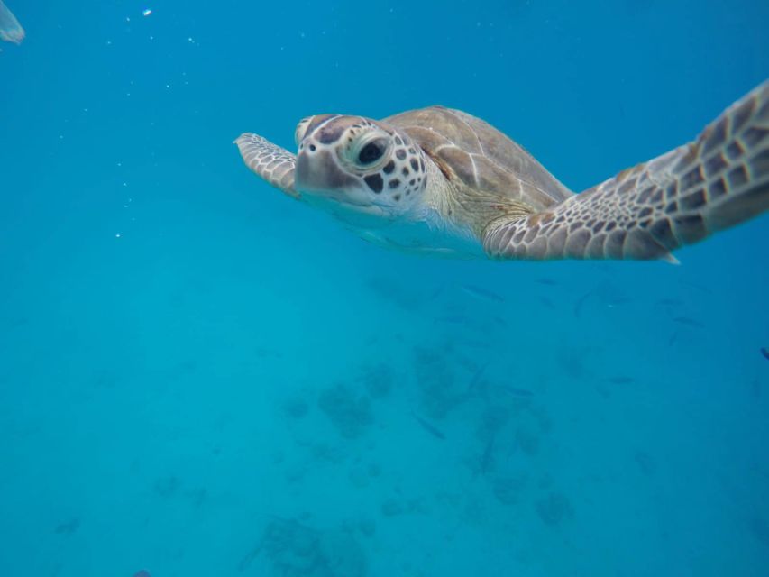 Barbados Surf & Turf - Activities Offered