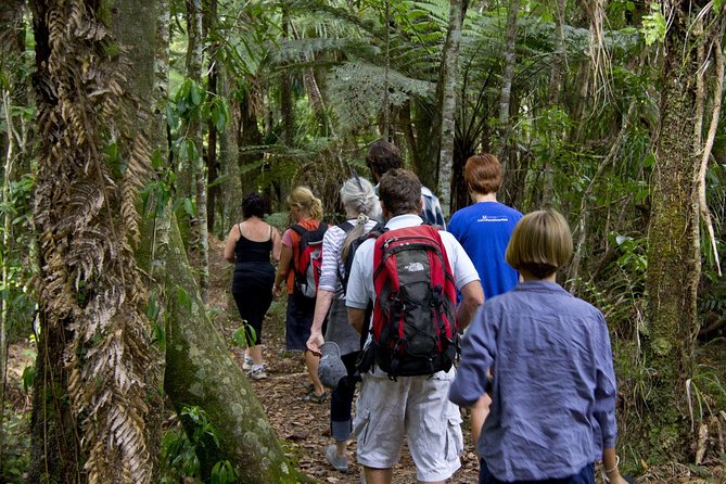 Bay of Islands Shore Excursion: Puketi Rainforest Guided Walk - Whats Included in the Tour