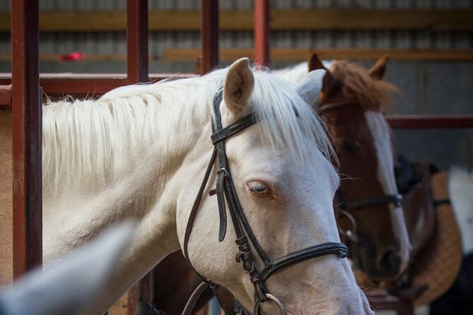 Beach & Countryside Horse Riding Outside Westport. Guided. 1 Hour - Tour Highlights