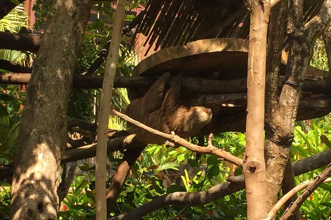 Beach-mountain & Sloth Refuge Buggy Tour - Experience Highlights