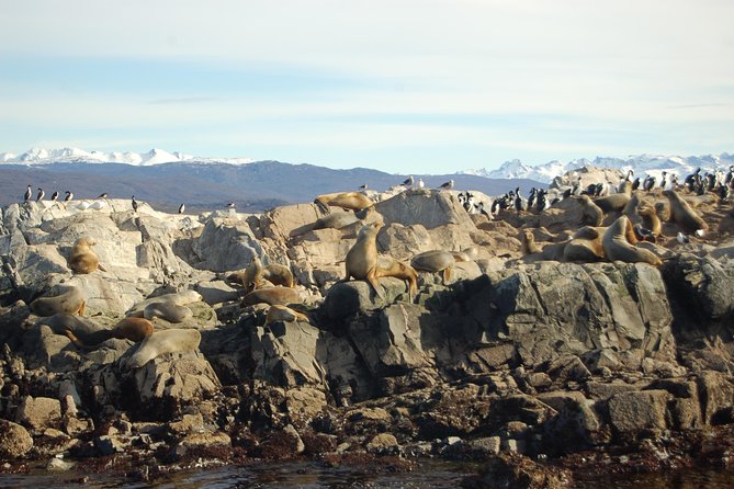 Beagle Channel Navigation - Sea Lions Island - Itinerary Highlights