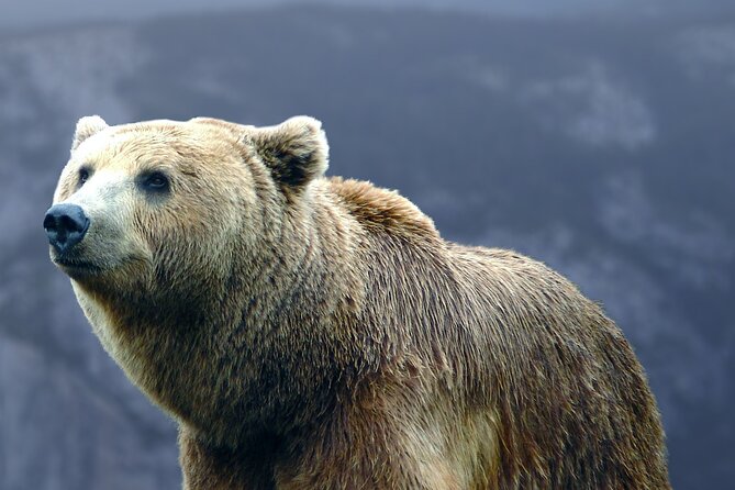 Bears Sanctuary, Draculas Castle, Brasov Day Trip Private Tour From Bucharest - Itinerary Highlights