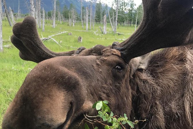 Bears, Trains & Icebergs Tour - Inclusions and Amenities