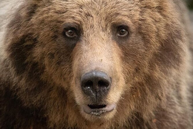 Bearwatching Hiking Day Tour in High Tatras From Poprad - Inclusions and Exclusions