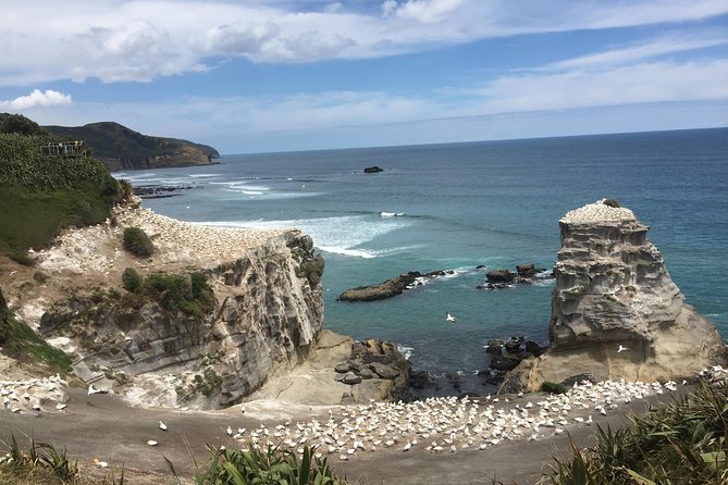 Beautiful Nature Tours Auckland - Private Tour - Unique Tour Experience