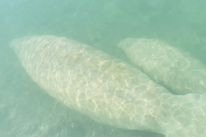 Beginner Friendly Island Snorkeling - Meeting Point and Logistics