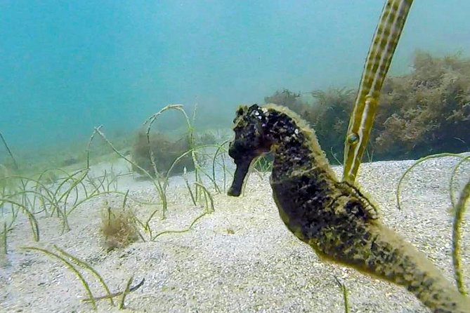 Beginner Scuba Diving With Turtles and Videos, San Juan - Flora and Fauna Highlights