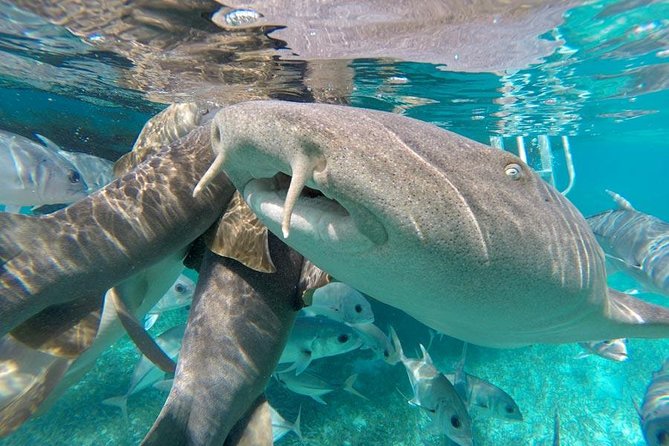 Belize Hol Chan Marine Reserve & Shark Ray Alley Snorkel Tour - Ambergris Caye - Snorkeling Adventure Highlights